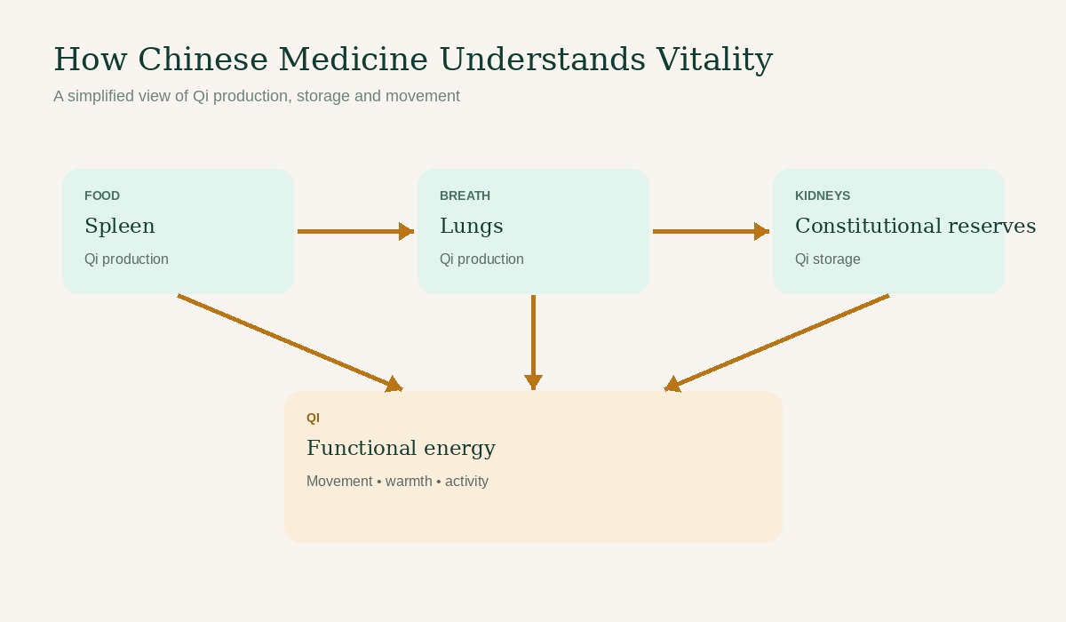 Simplified diagram showing how Chinese medicine describes Qi production from food and breath, storage in the Kidneys, and functional energy